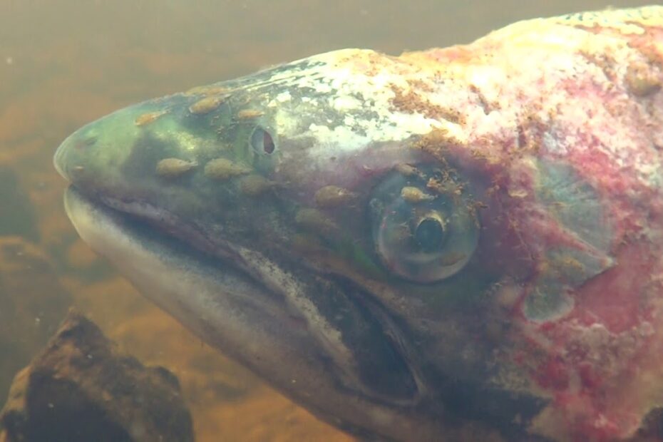 Adult Wild Salmon Eaten Alive By Sea Lice - Youtube