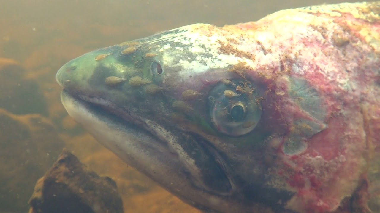 Adult Wild Salmon Eaten Alive By Sea Lice - Youtube