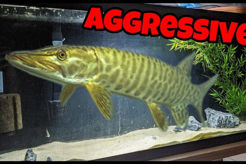 Keeping Most Aggressive Freshwater Fish In Home Aquarium! - Youtube