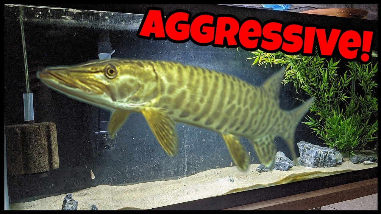 Keeping Most Aggressive Freshwater Fish In Home Aquarium! - Youtube