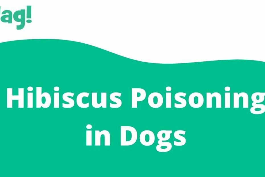 Hibiscus Poisoning In Dogs - Symptoms, Causes, Diagnosis, Treatment,  Recovery, Management, Cost