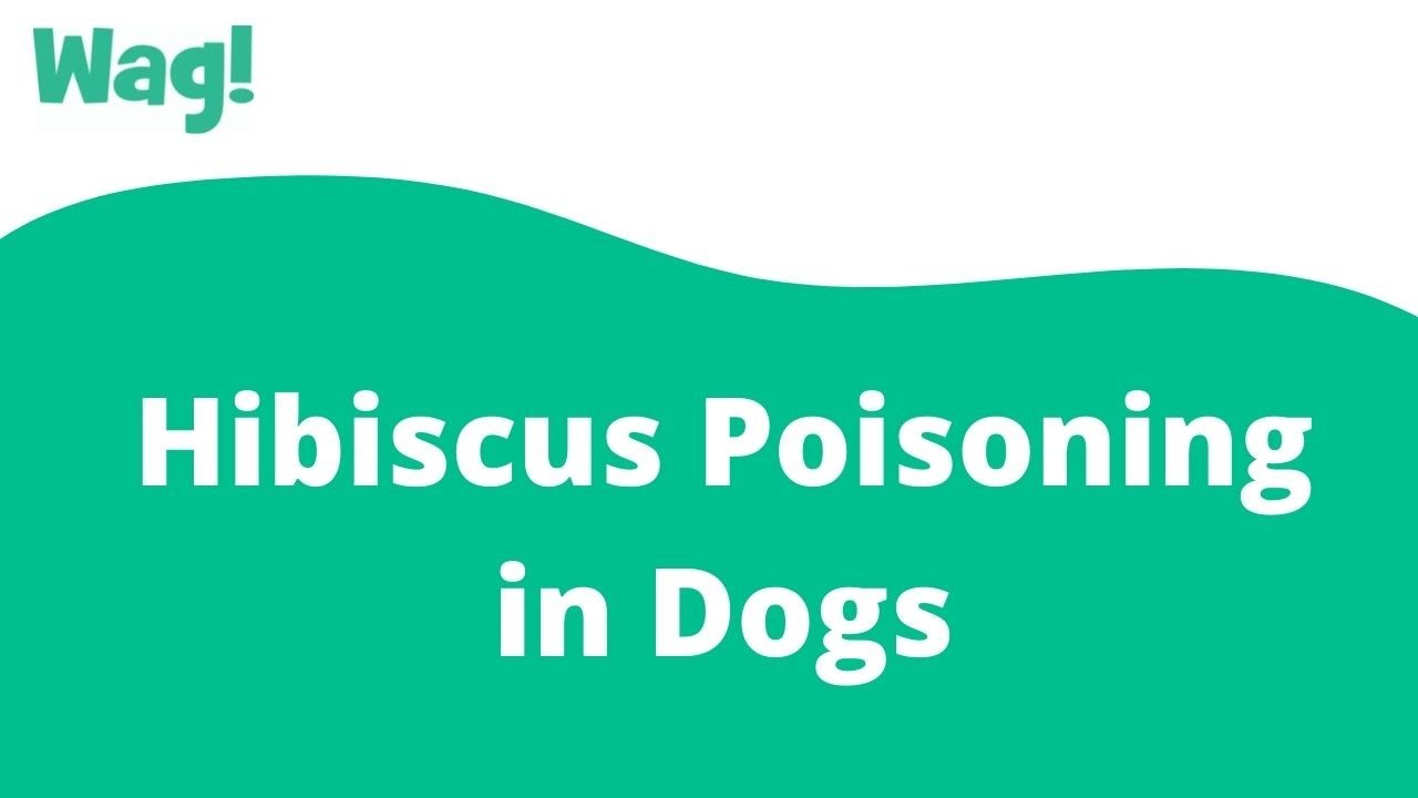 Hibiscus Poisoning In Dogs - Symptoms, Causes, Diagnosis, Treatment,  Recovery, Management, Cost