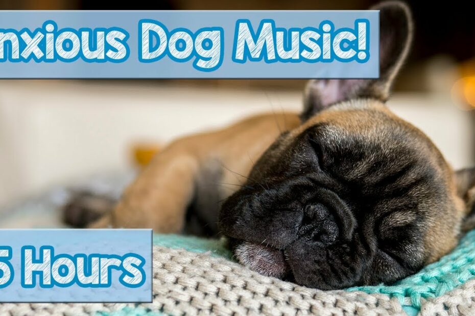 New Relaxing Dog Music! How To Relax An Anxious Dog! Calm A Stressed Dog  And Help Puppies Sleep! 🐕 - Youtube