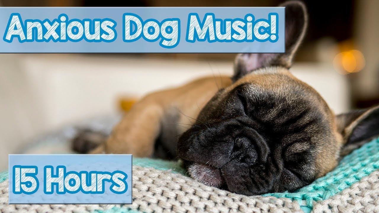 New Relaxing Dog Music! How To Relax An Anxious Dog! Calm A Stressed Dog  And Help Puppies Sleep! 🐕 - Youtube