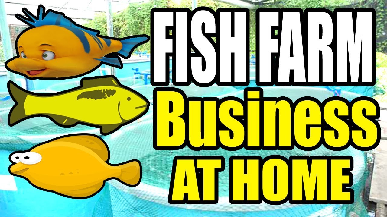 How To Start A Fish Farming Business At Home - Youtube