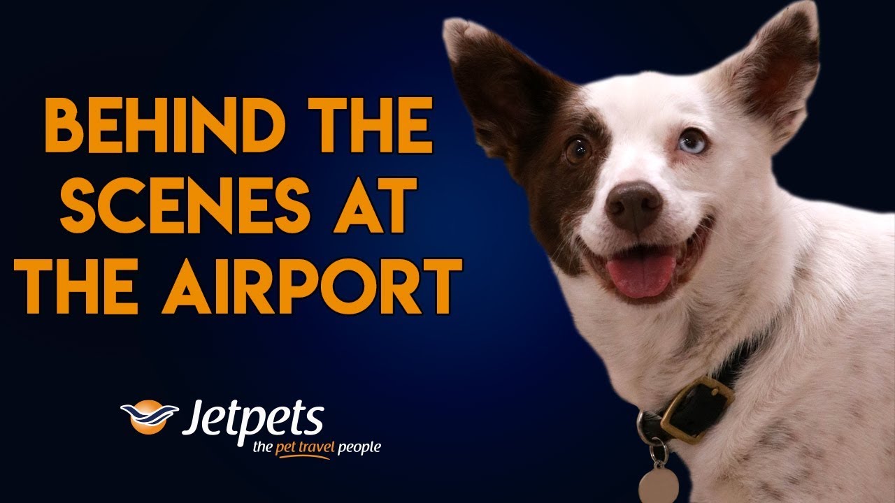 International Pet Transport To England - Jetpets Au