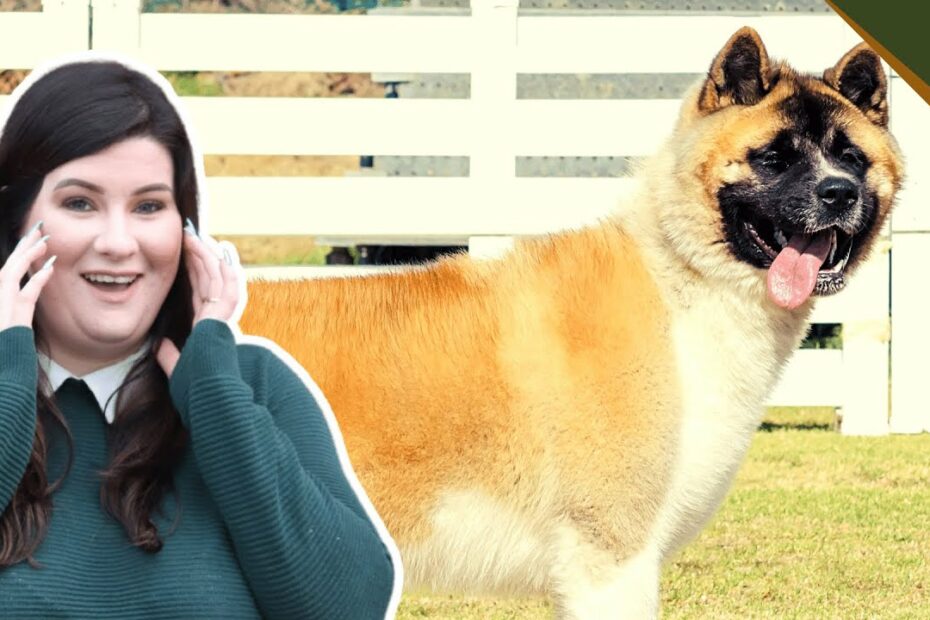 Are Akita Good Guard Dogs? - Youtube