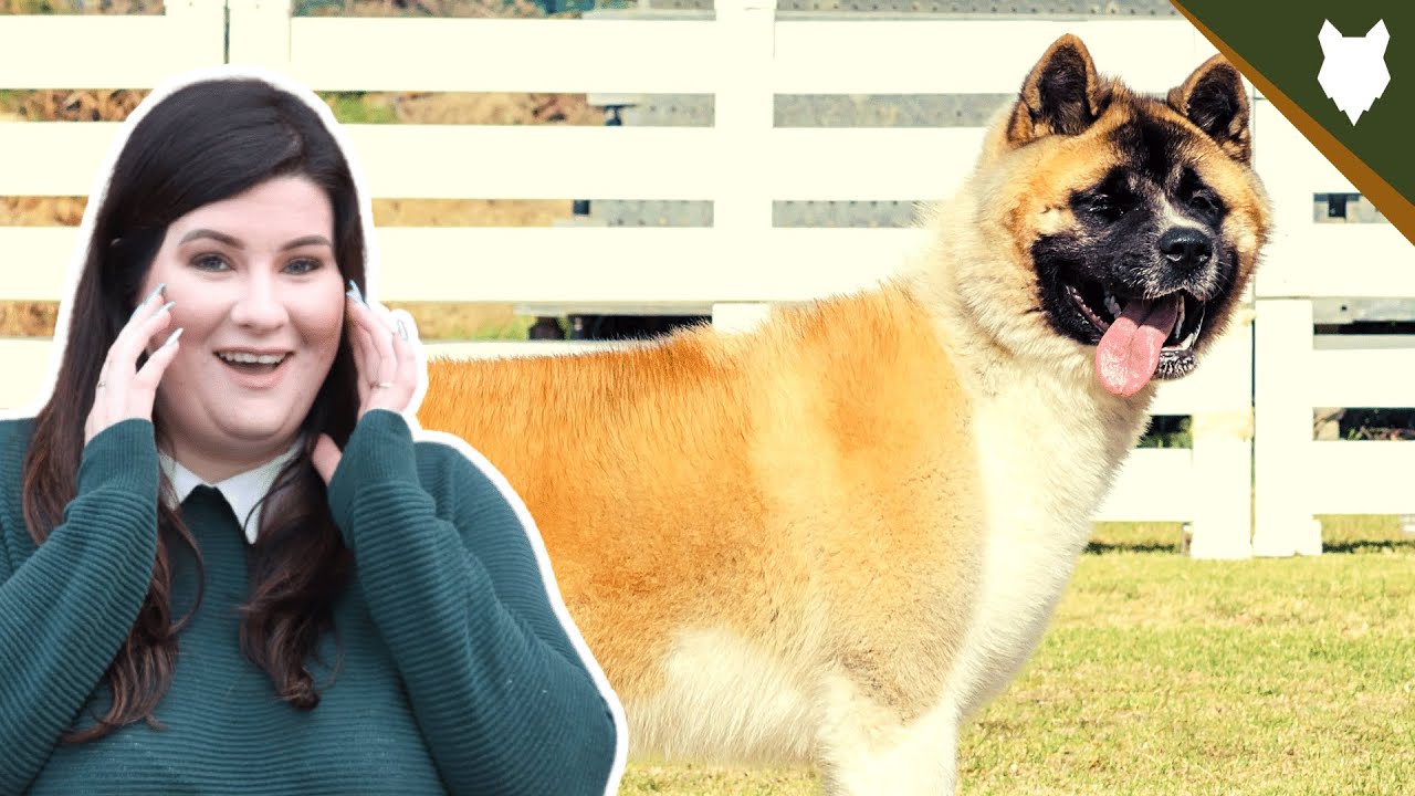 Are Akita Good Guard Dogs? - Youtube