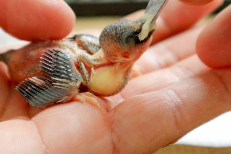 What To Feed A Baby Bird | Homemade Hand Feeding Formula Recipe #Babybird # Birds #Aviary - Youtube