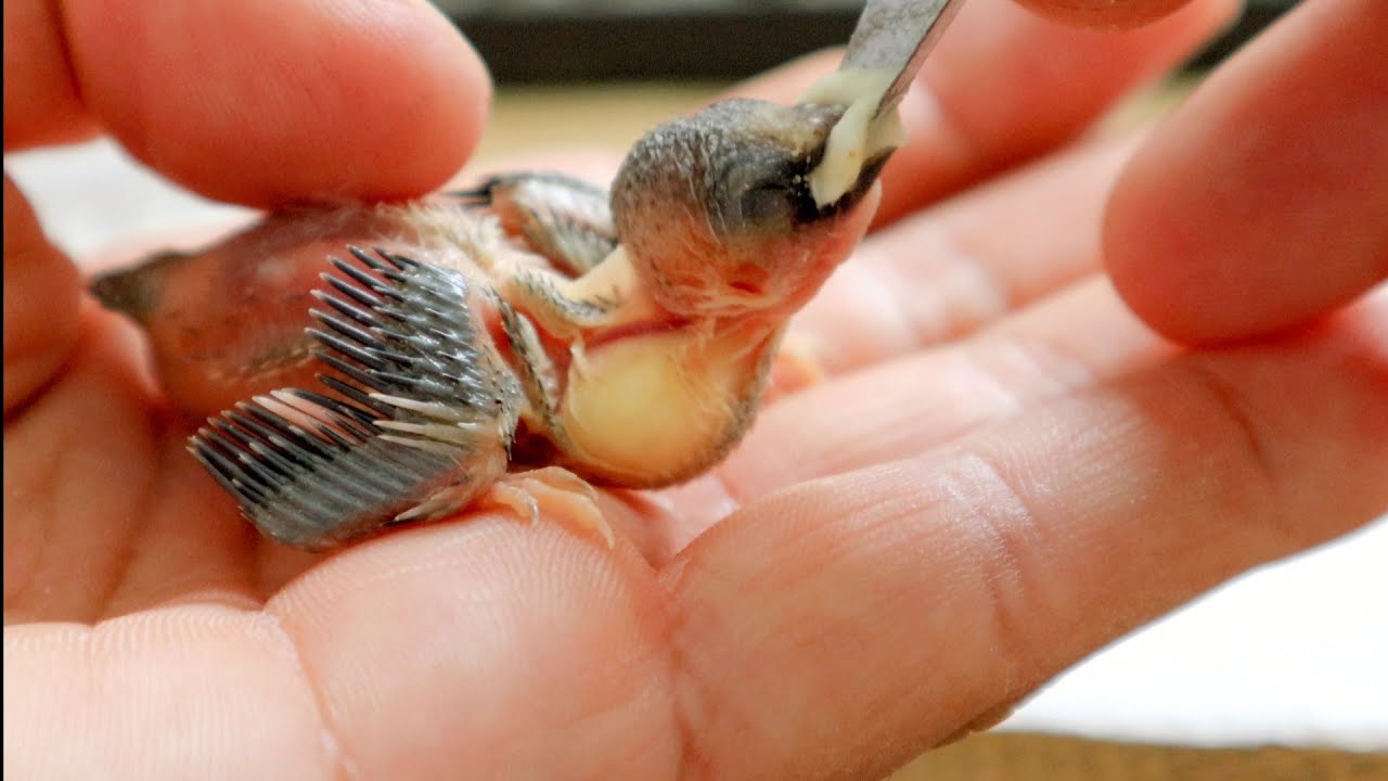 What To Feed A Baby Bird | Homemade Hand Feeding Formula Recipe #Babybird # Birds #Aviary - Youtube