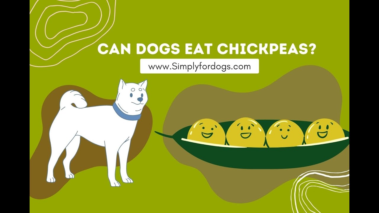 Can Dogs Eat Chickpeas - Youtube