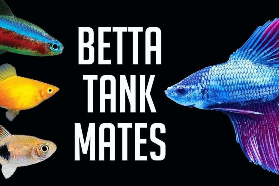 Compatible Tank Mates For Betta Fish - Youtube