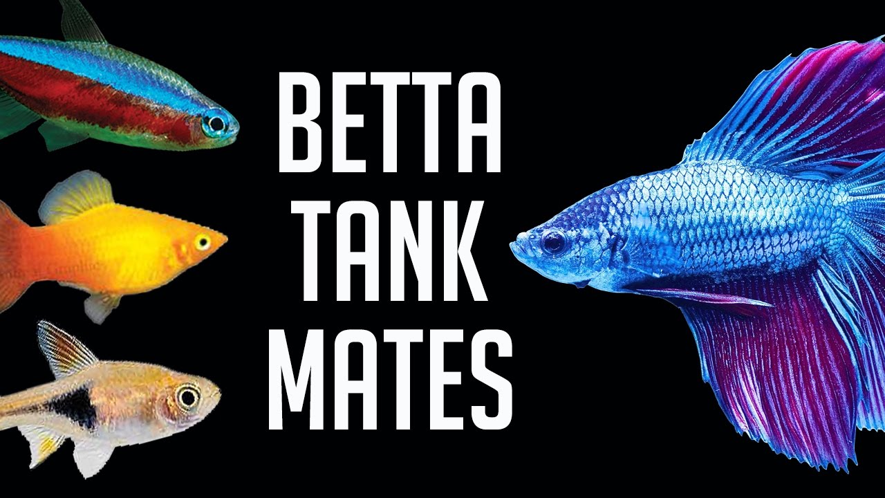 Compatible Tank Mates For Betta Fish - Youtube