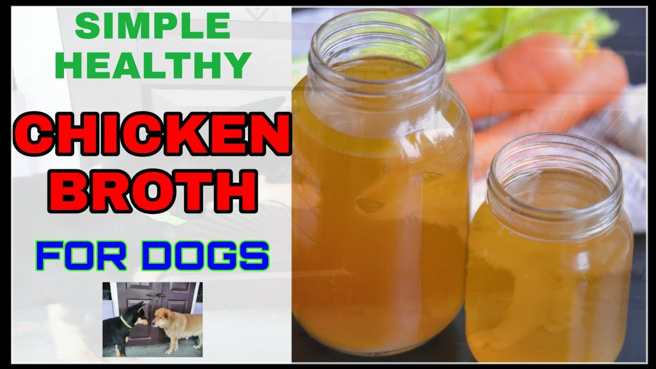 How To Make Chicken Broth For Dogs With Parvo (Easy Steps & Complete Guide)  - [2023]