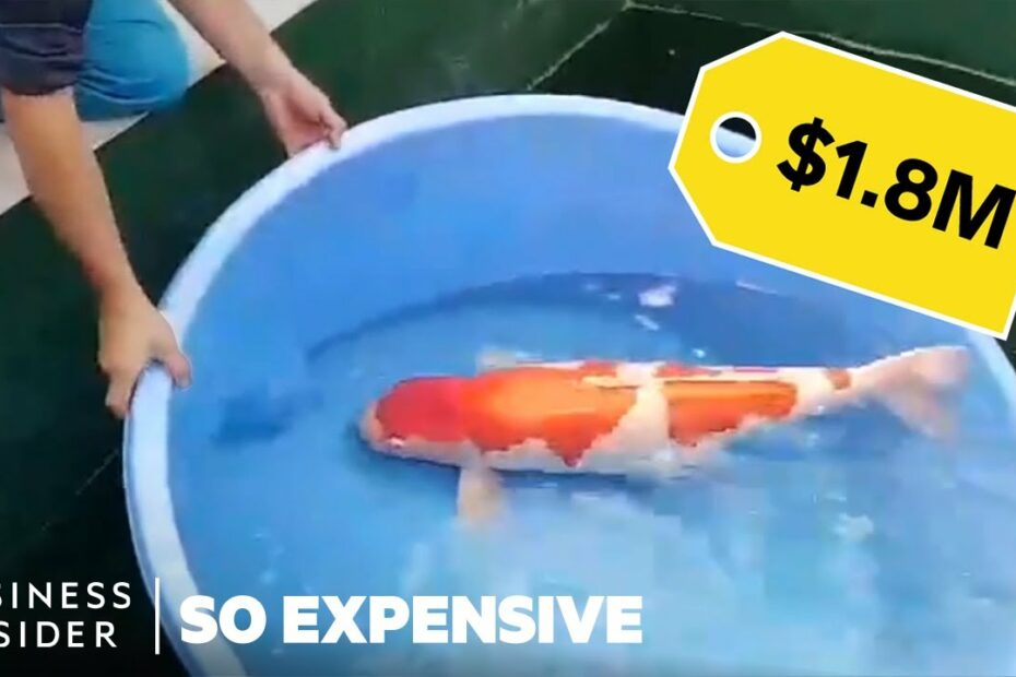 Why Koi Fish Are So Expensive | So Expensive - Youtube