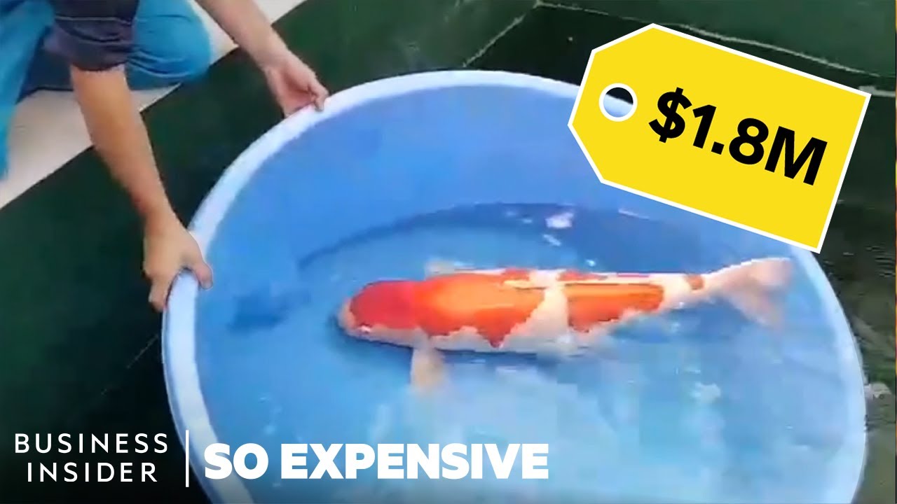 Why Koi Fish Are So Expensive | So Expensive - Youtube