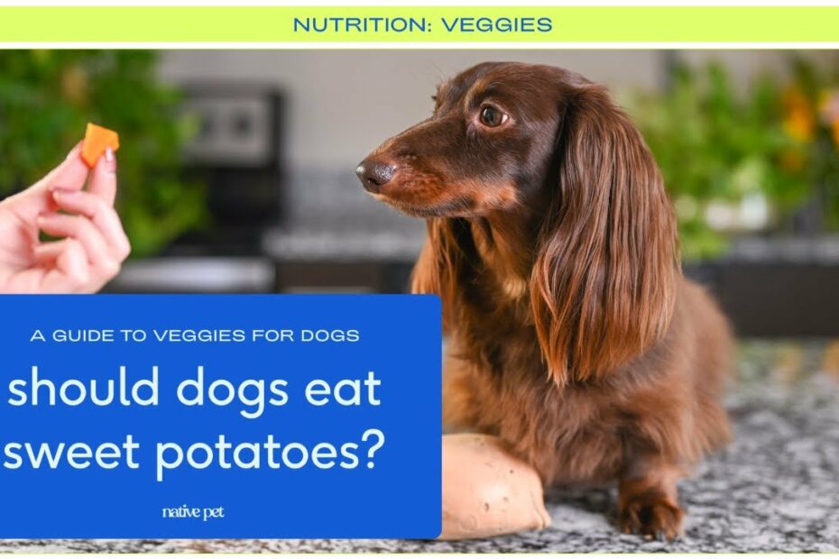 Can Dogs Eat Sweet Potatoes? A Guide On How To Make Sweet Potato For Dogs -  Youtube