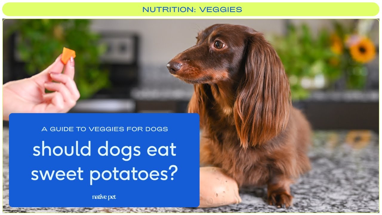 Can Dogs Eat Sweet Potatoes? A Guide On How To Make Sweet Potato For Dogs -  Youtube