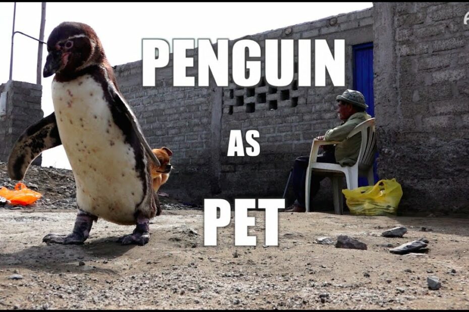 Penguin As Pet - Youtube