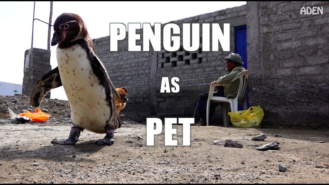 Penguin As Pet - Youtube