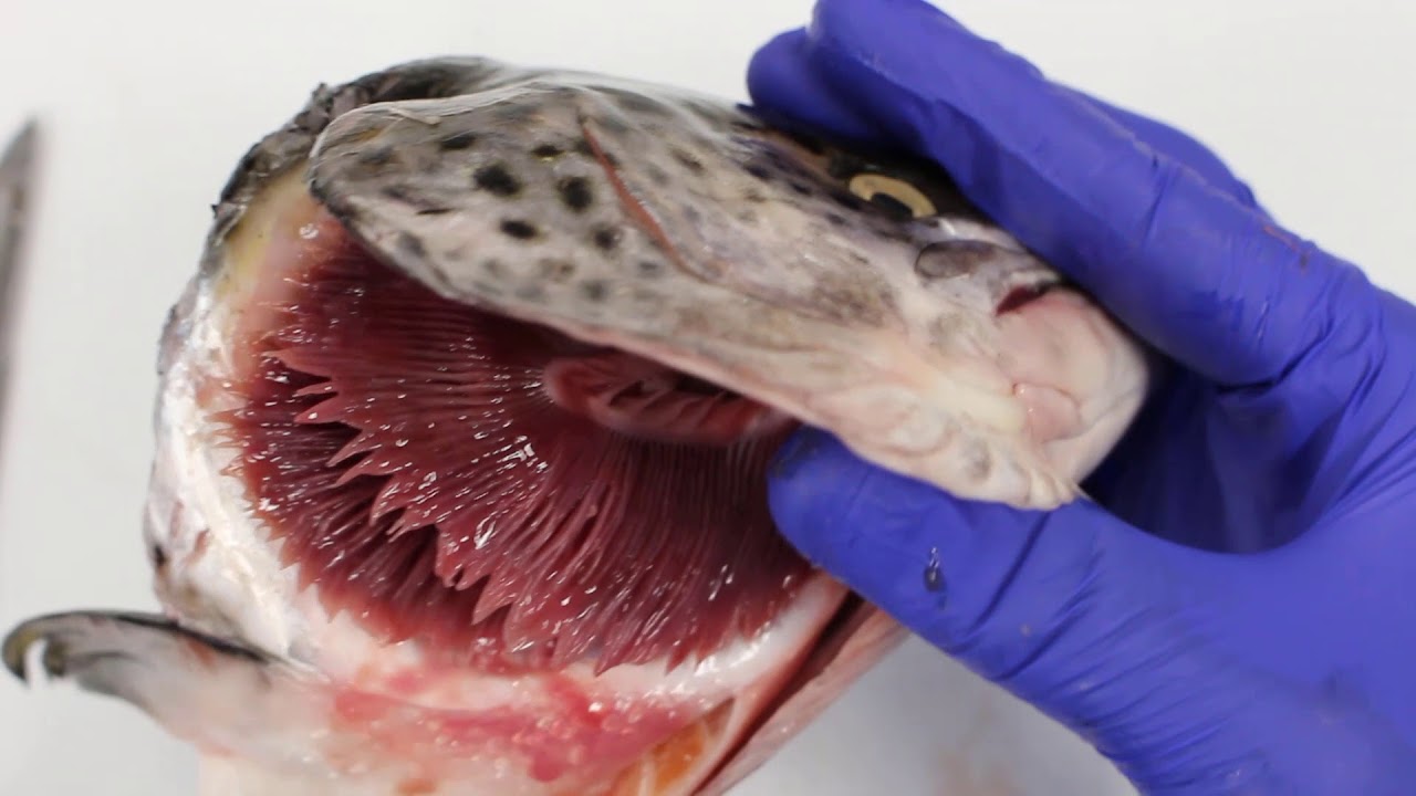 How Do Fish Breathe Using Gills? - Youtube