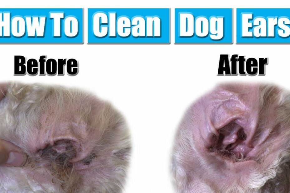 How To Clean Dog Ears | Standard Poodle - Youtube