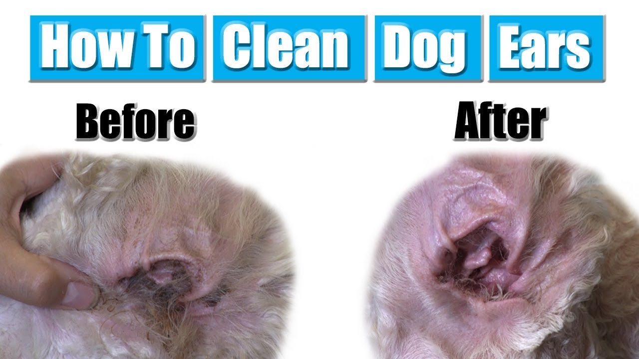 How To Clean Dog Ears | Standard Poodle - Youtube