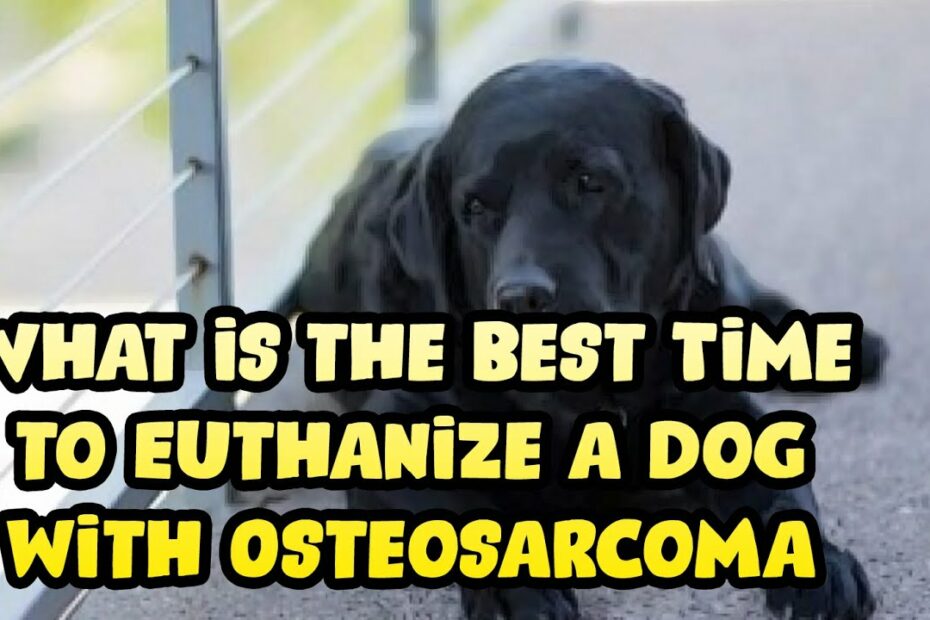 How Long Can A Dog Live With Osteosarcoma? Life Expectancy - Youtube