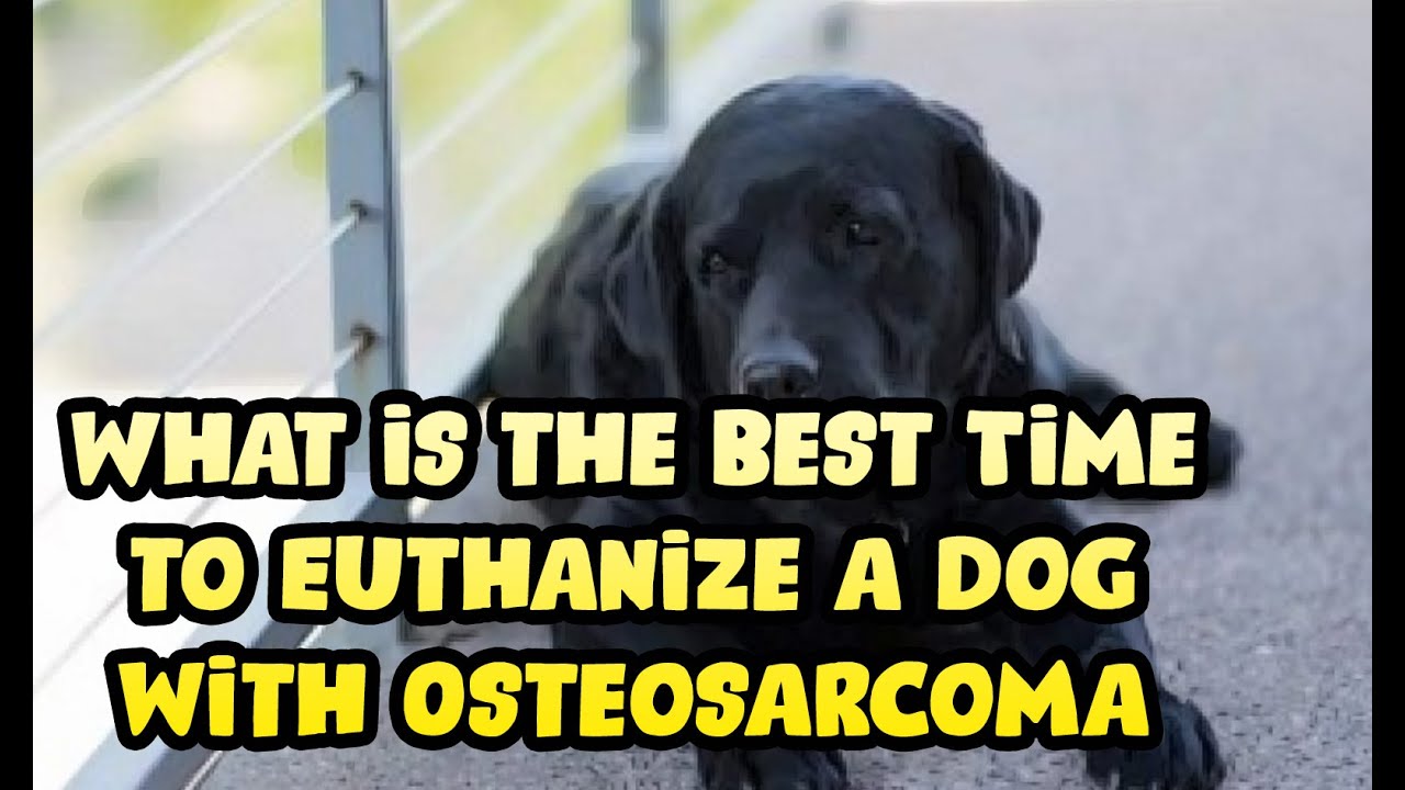 How Long Can A Dog Live With Osteosarcoma? Life Expectancy - Youtube