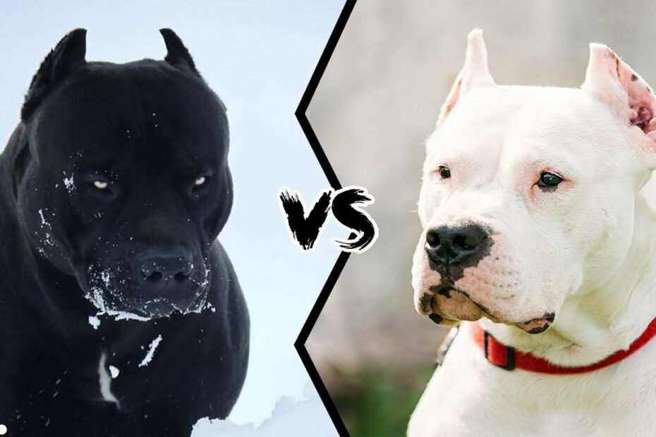 Pitbull Vs Dogo Argentino - Who Is More Powerful? - Youtube