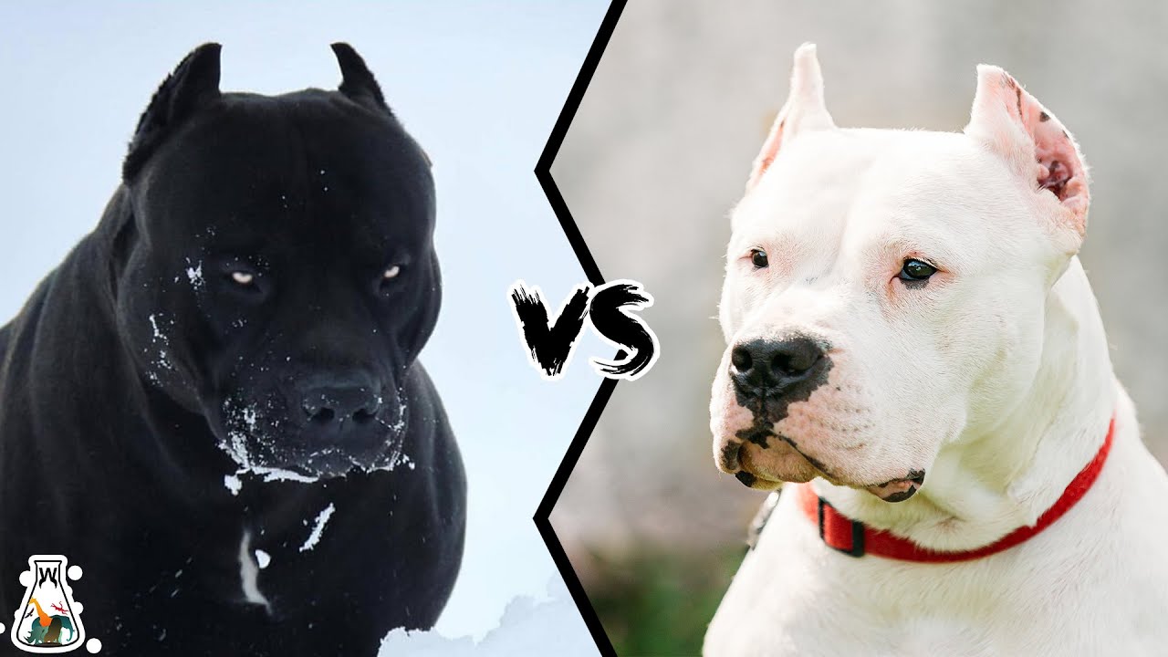 Pitbull Vs Dogo Argentino - Who Is More Powerful? - Youtube