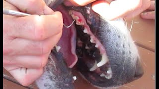 Diy Home Cleaning Tartar Off Dogs Teeth Scraping Plaque Removal Large Dog  Lab Husky Setter Retriever - Youtube