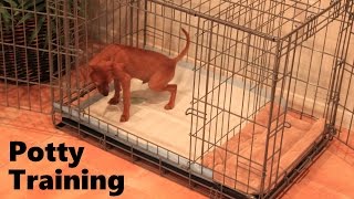 Potty Training Puppy Apartment - Official Full Video - How To Potty Train A  Puppy Fast & Easy - Youtube