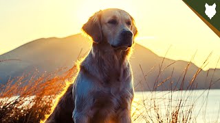 Are Labrador Good Guard Dogs? - Youtube