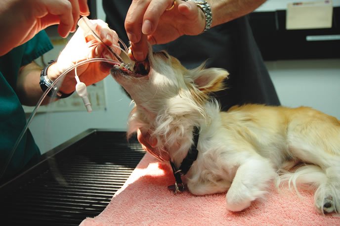 What You Should Know About Anesthesia Before You Schedule Your Dog'S  Veterinary Procedure - Whole Dog Journal