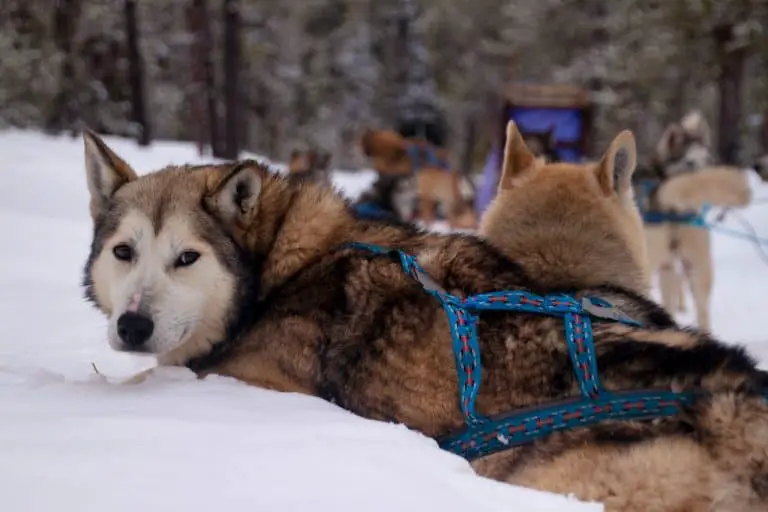 What Do Sled Dogs Eat In Sub-Zero Temperatures? (Here'S The Menu)