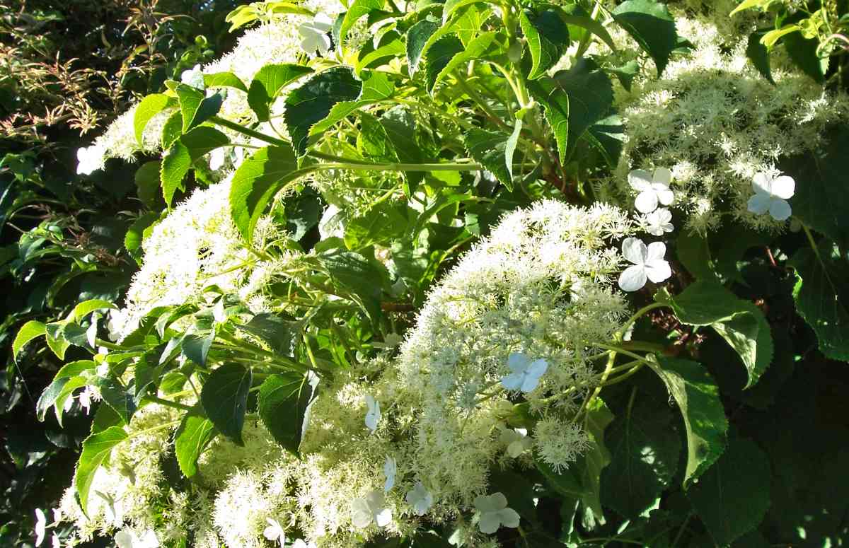 Climbing Hydrangea - Planting, Pruning, And Care
