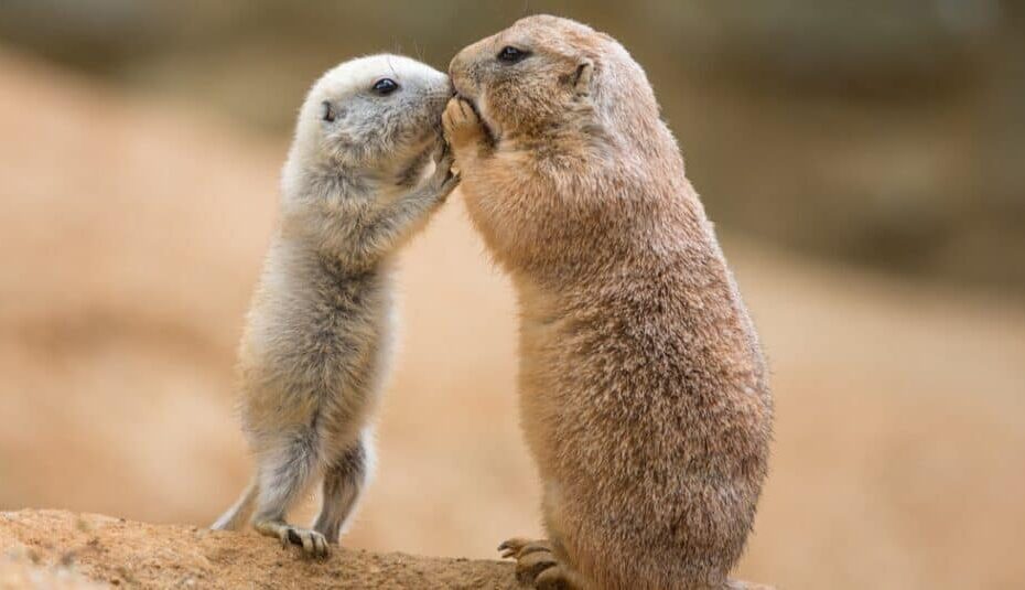 Why Do Prairie Dogs Kiss? - Az Animals