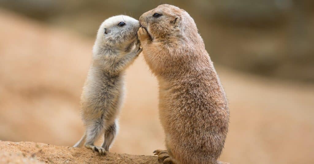 Why Do Prairie Dogs Kiss? - Az Animals