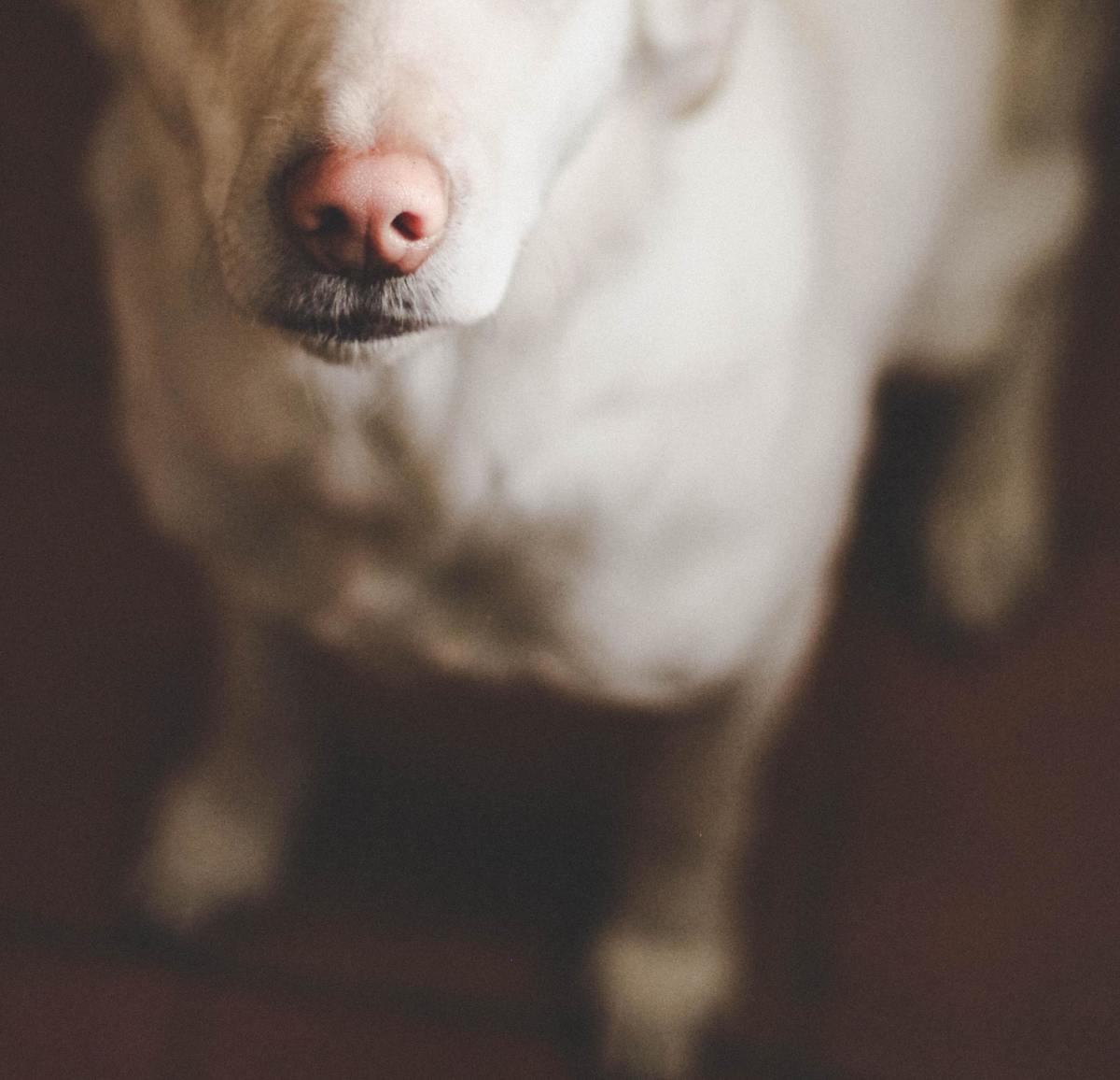 Why Is My Dog'S Nose Turning Pink? - Pethelpful
