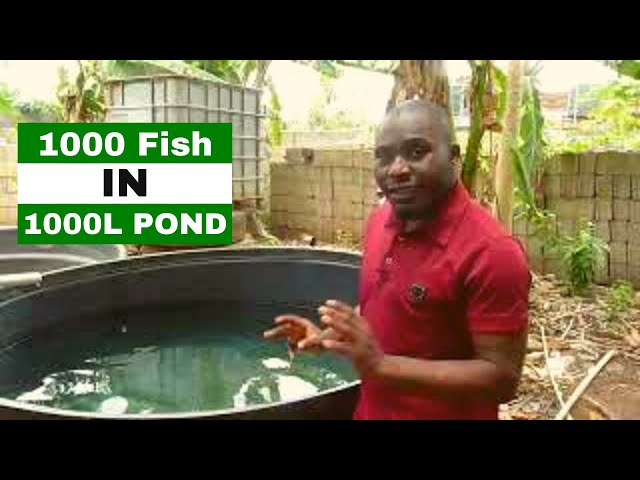 Different Sizes Of Fish Ponds - Youtube