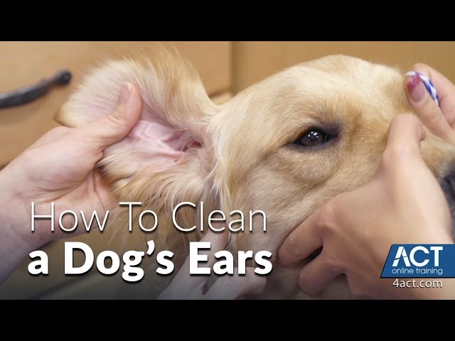 Cleaning A Dog'S Ears - Veterinary Training - Youtube