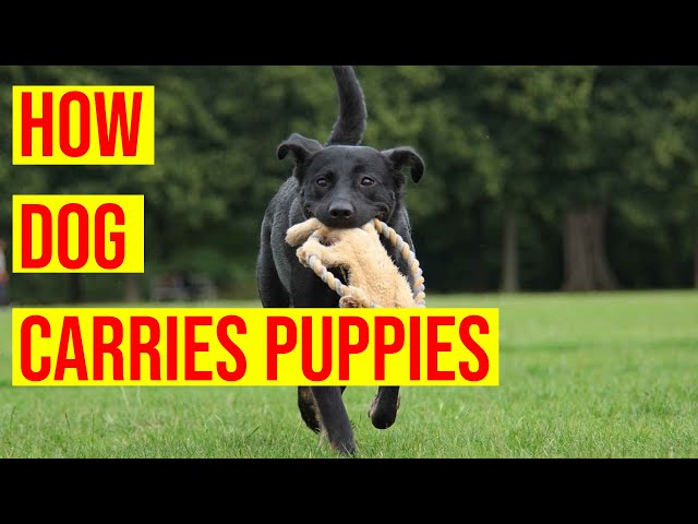 5 Ways Mother Dogs Carry Their Pups No Owner Should Copy (How Dogs Carry  Pups) - Youtube