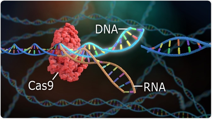 Gene-Editing Could Shorten Life Instead Of Prolonging, Suggests New Study