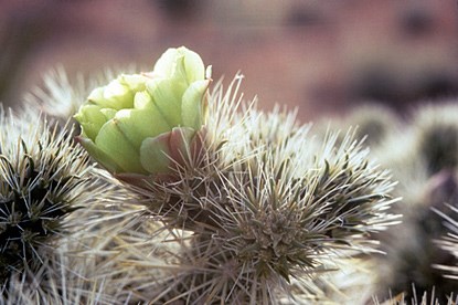 Cacti / Desert Succulents - Joshua Tree National Park (U.S. National Park  Service)