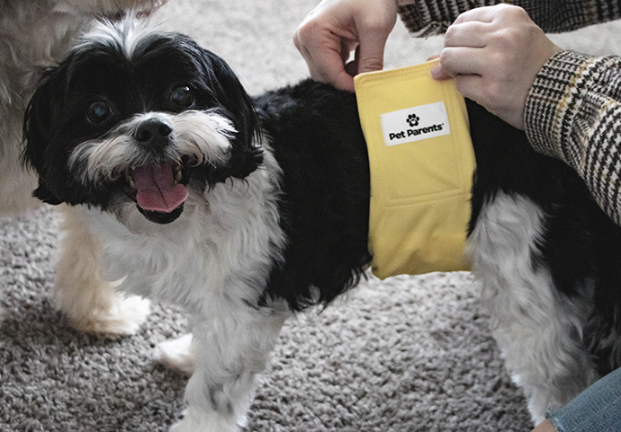 The Pet Parents® Guide To Dog Diapers For Fully Incontinent Dog | Pet  Parents®