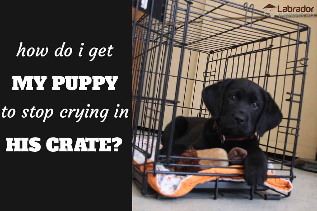 How Do I Get My Puppy To Stop Crying In His Crate At Night? -  Labradortraininghq