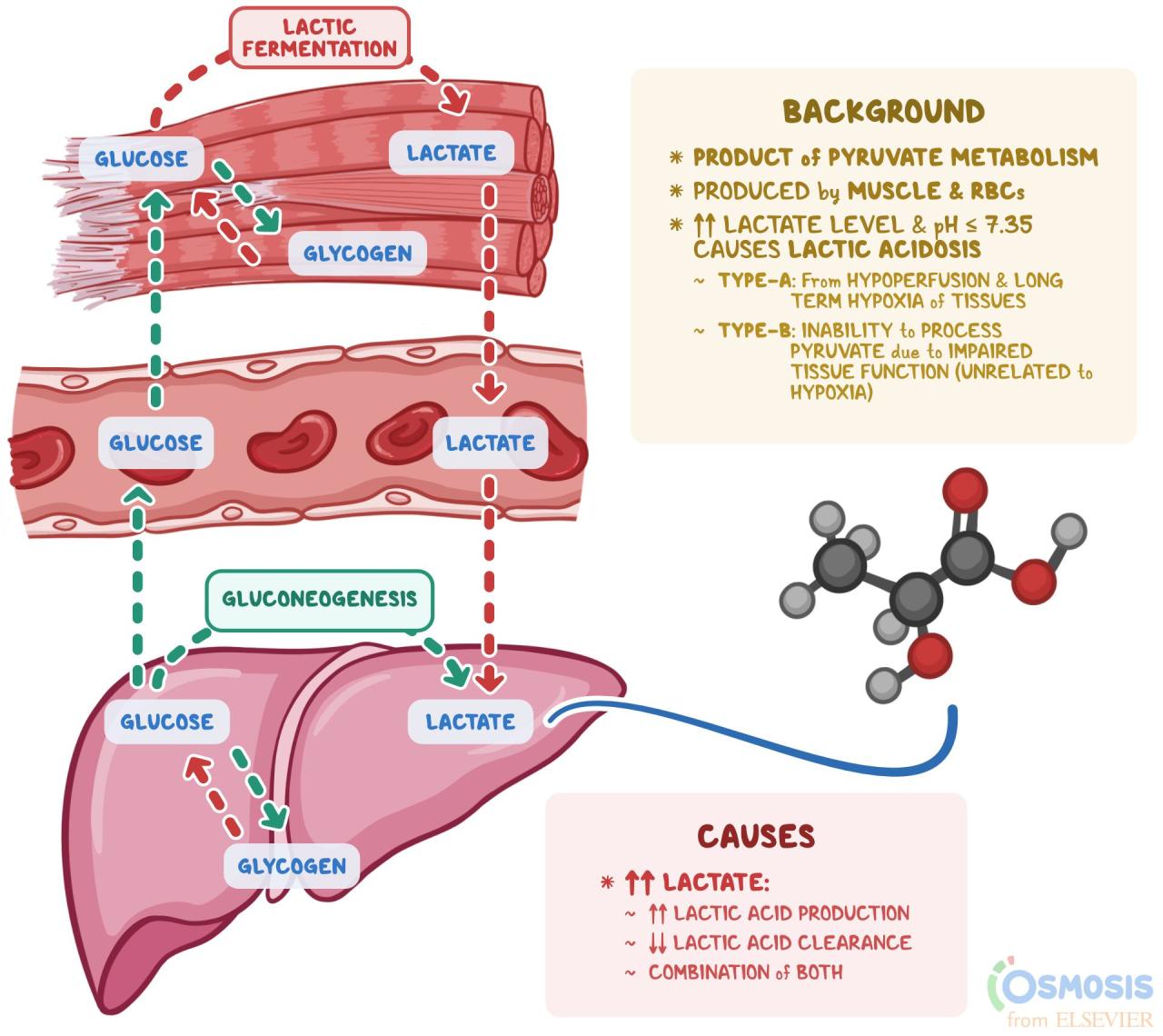 Lactic Acid: What Is It, What Increases It, And More | Osmosis