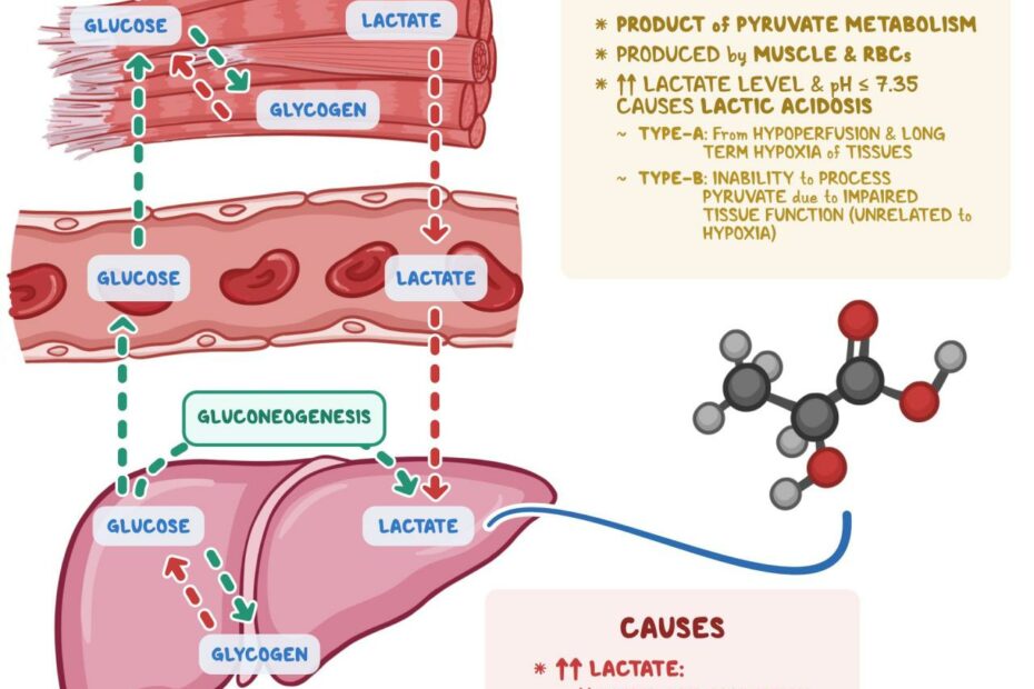 Lactic Acid: What Is It, What Increases It, And More | Osmosis