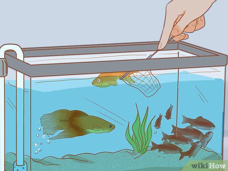 3 Ways To Add Fish To A New Tank - Wikihow